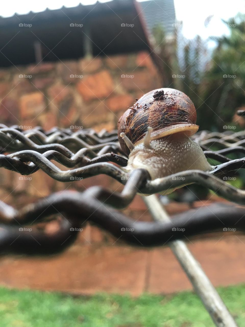 A slippery brown garden snail on a metal grid platform 