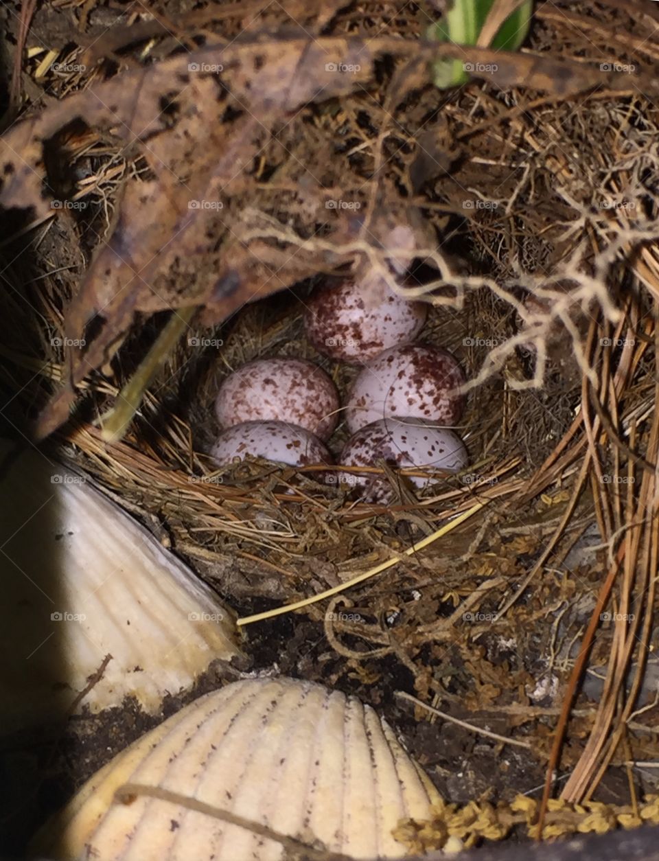 Wren Nest with Eggs