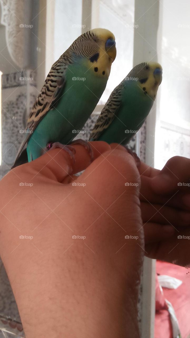 A parrot looks at the reflection of its image in the mirror.