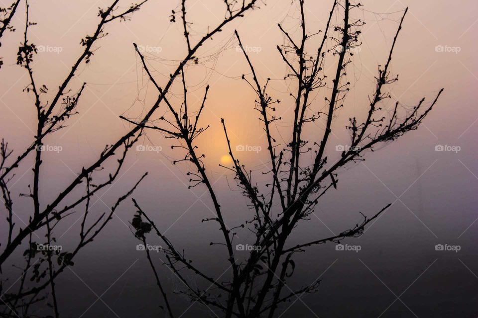 The sun disappeared into the branches of a tree