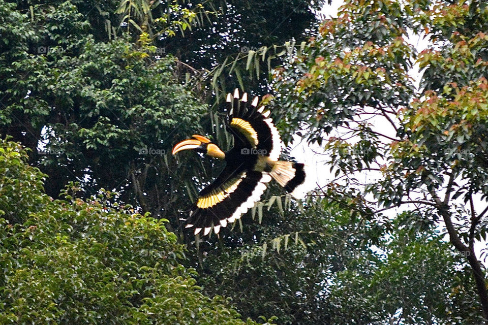 Langkawi Rainforest