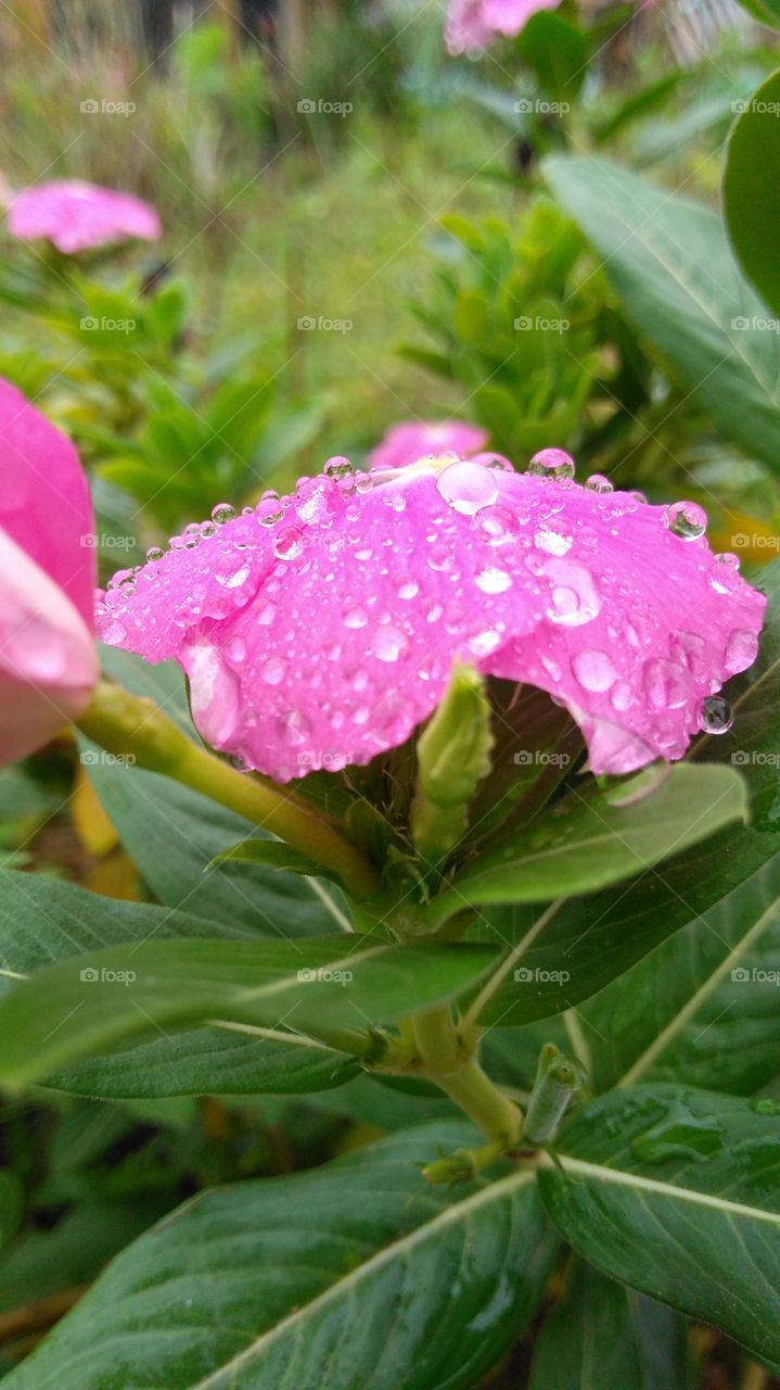 pequenas gotas de orvalho