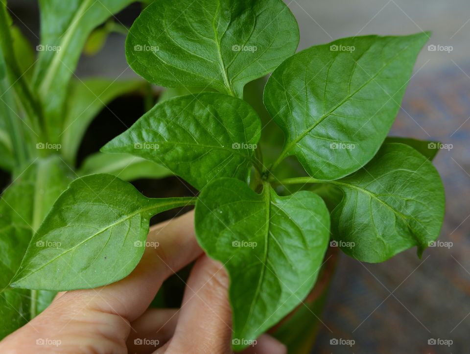 green peper leaves in hand