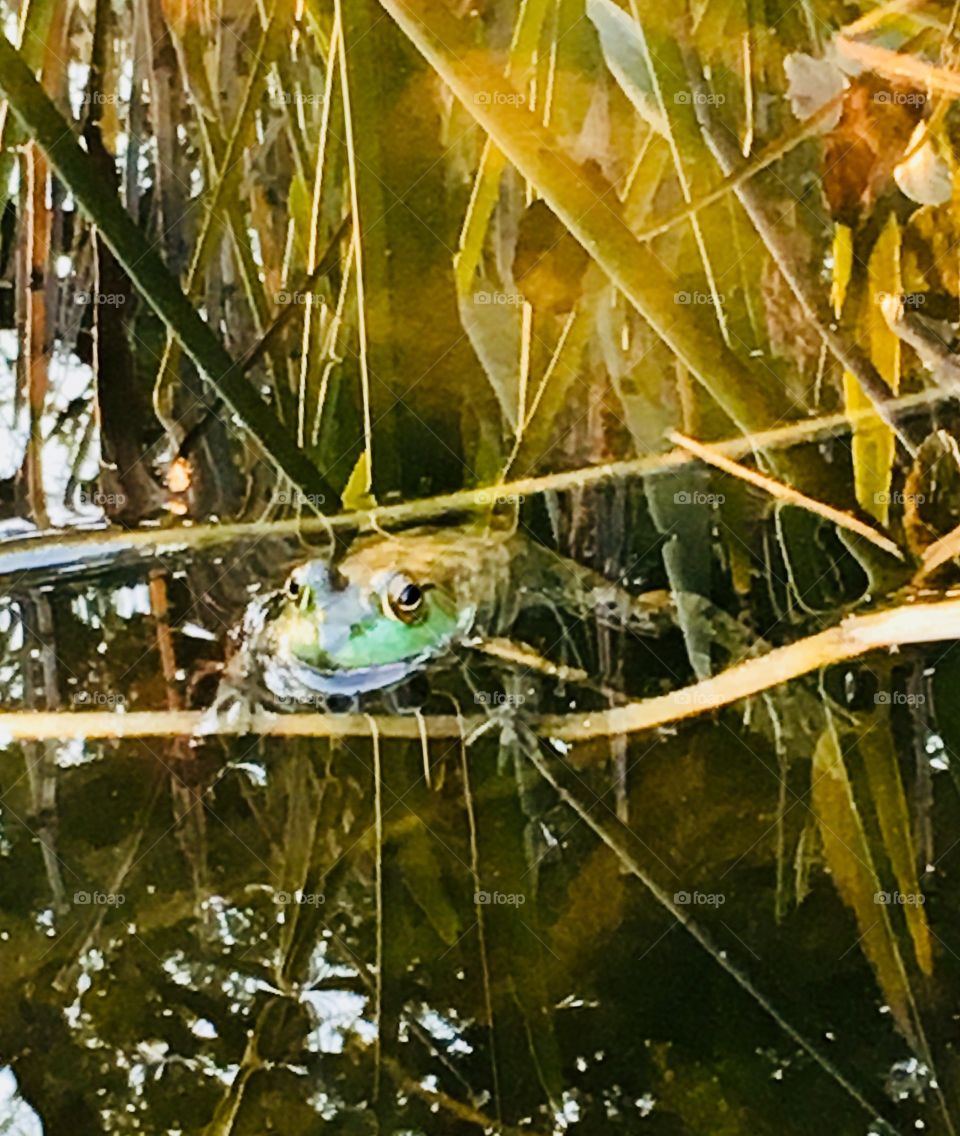 Cute little green frog floating in the water