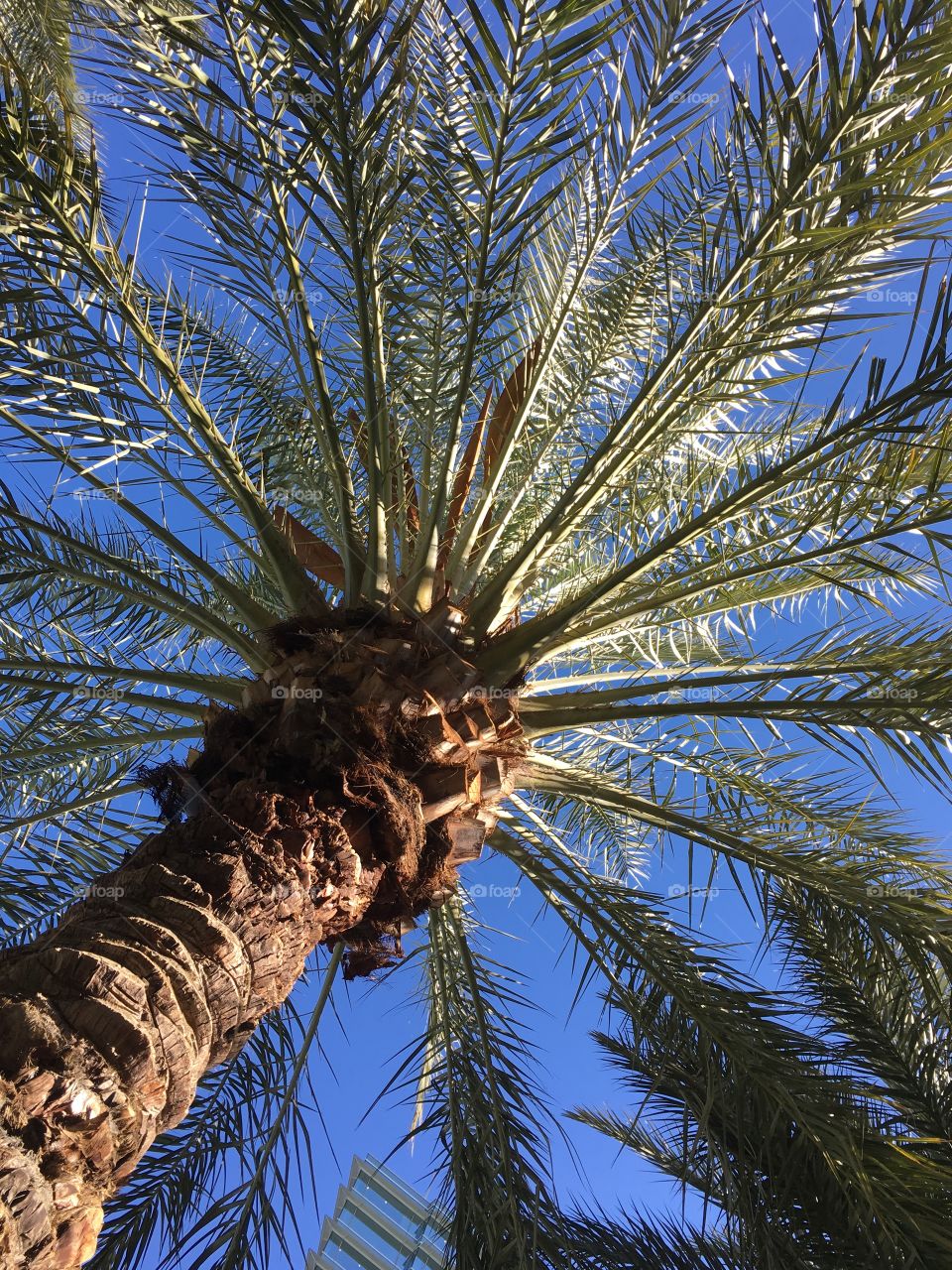 Palm tree in Las Vegas