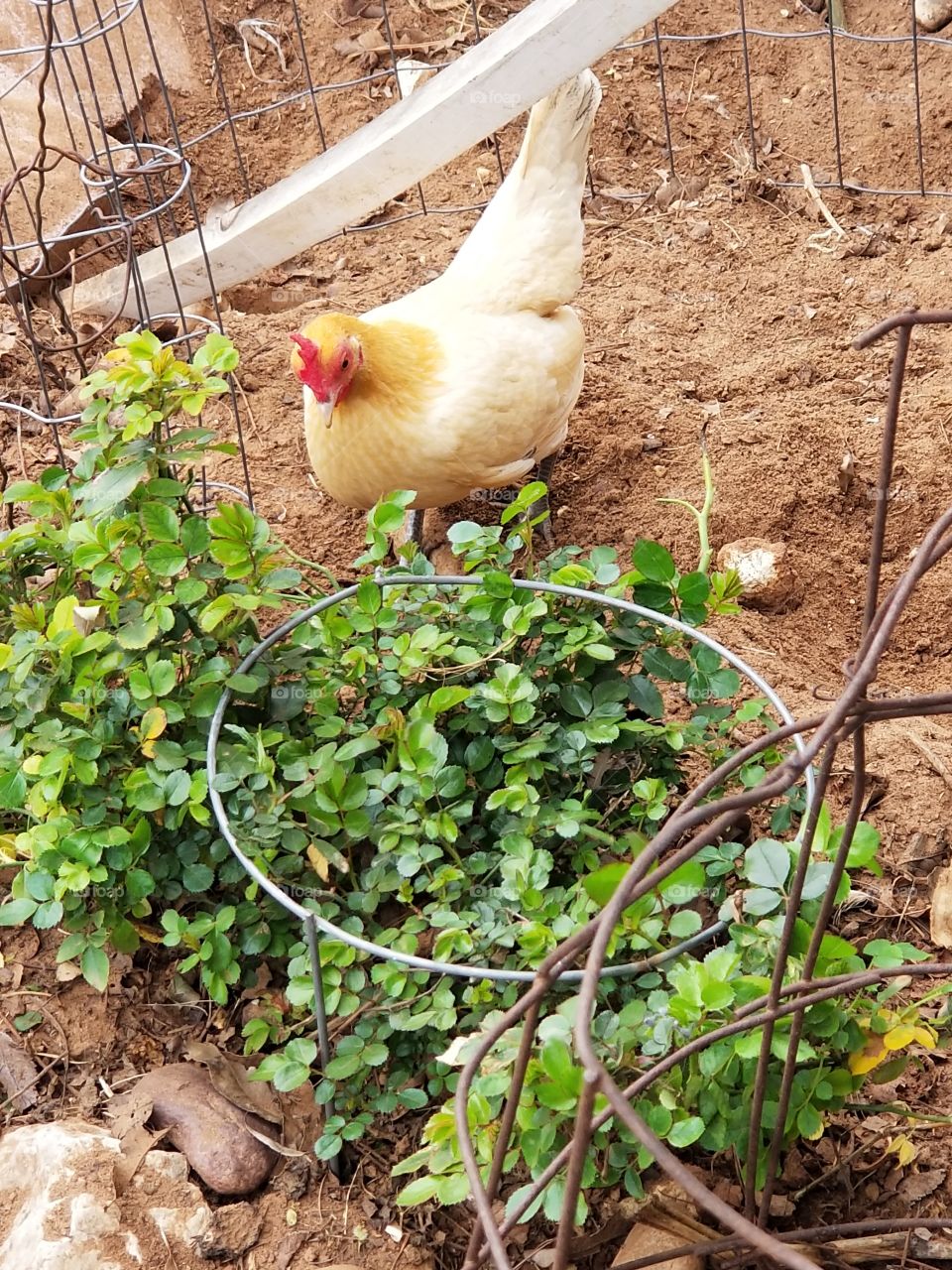 English Bantam in my flowerbed