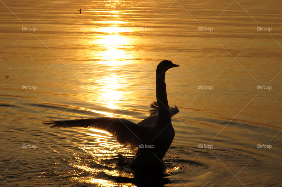 Baltic sea sunrise with swan silhouette