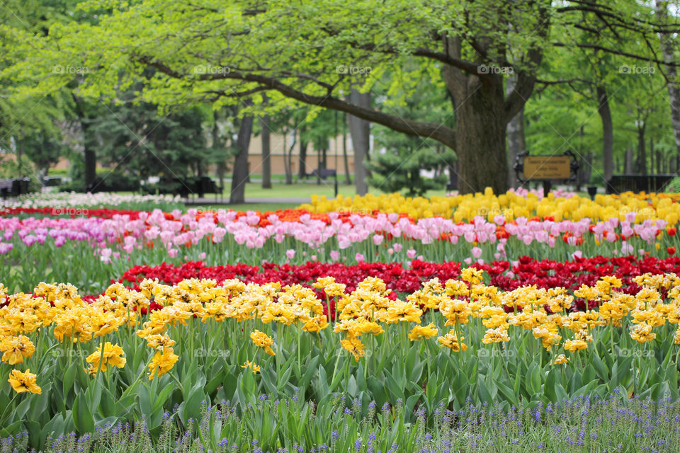 Tulips in the city park