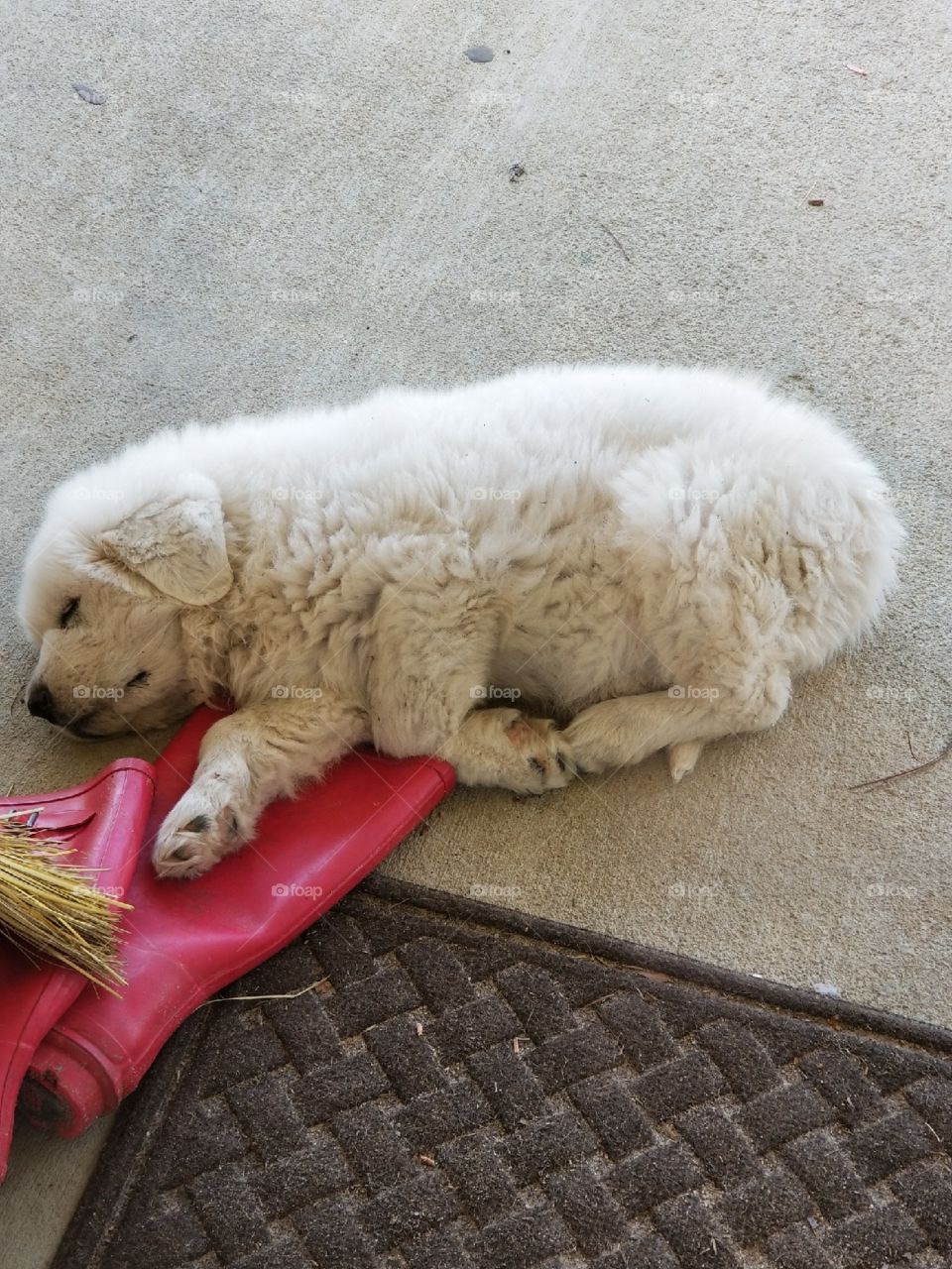 Napping after playing hard. Fluffy and adorable, we never tire of watching our Great White Pyrenees puppy. 