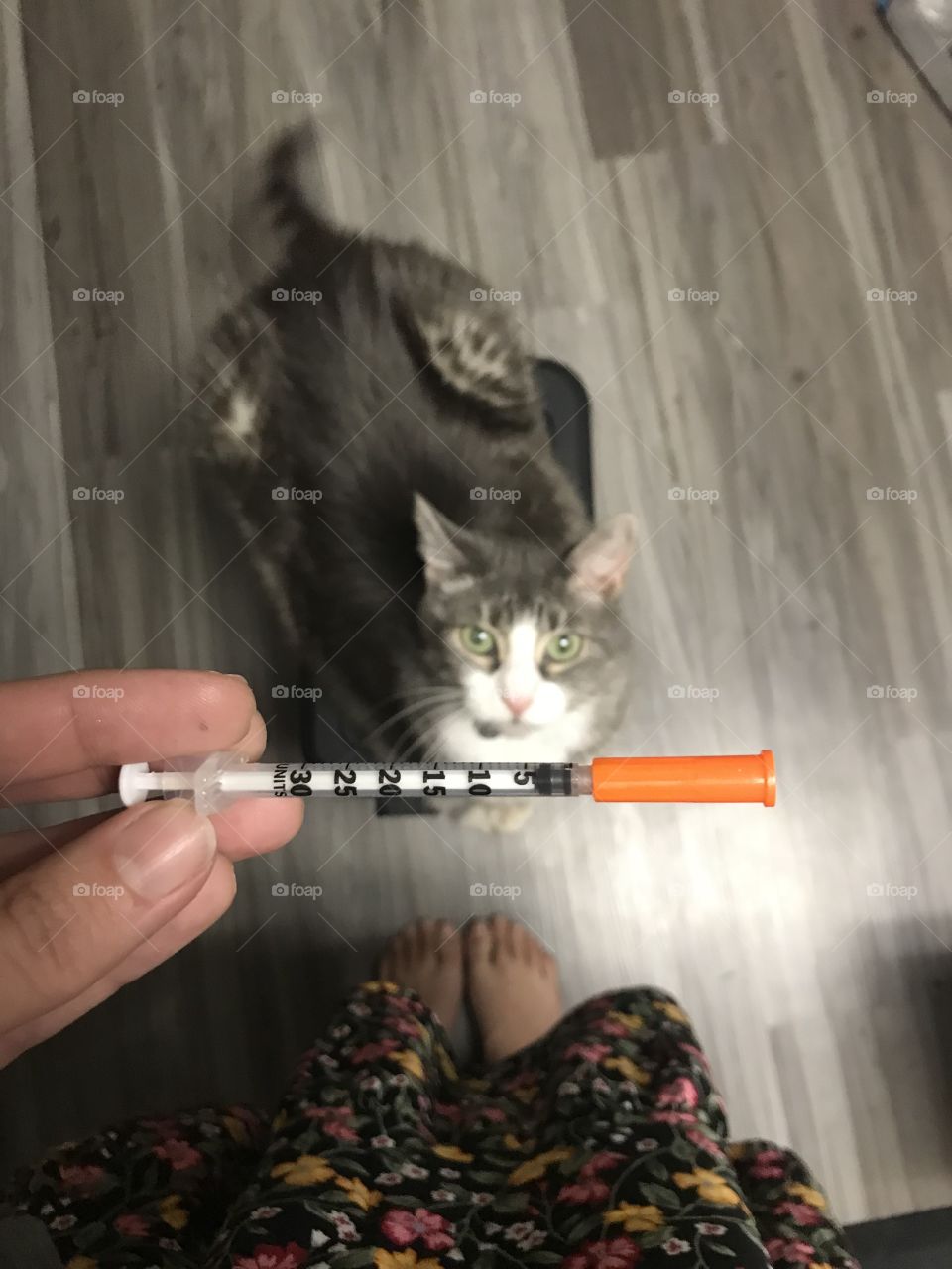 Grey and white tabby with a syringe 