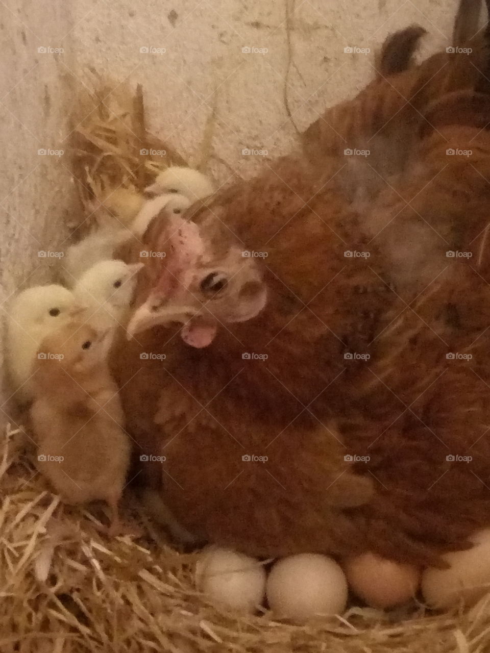 The first look of the chicks of life