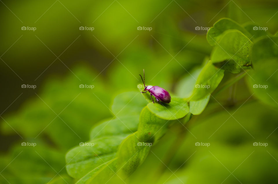 Pink ladybug