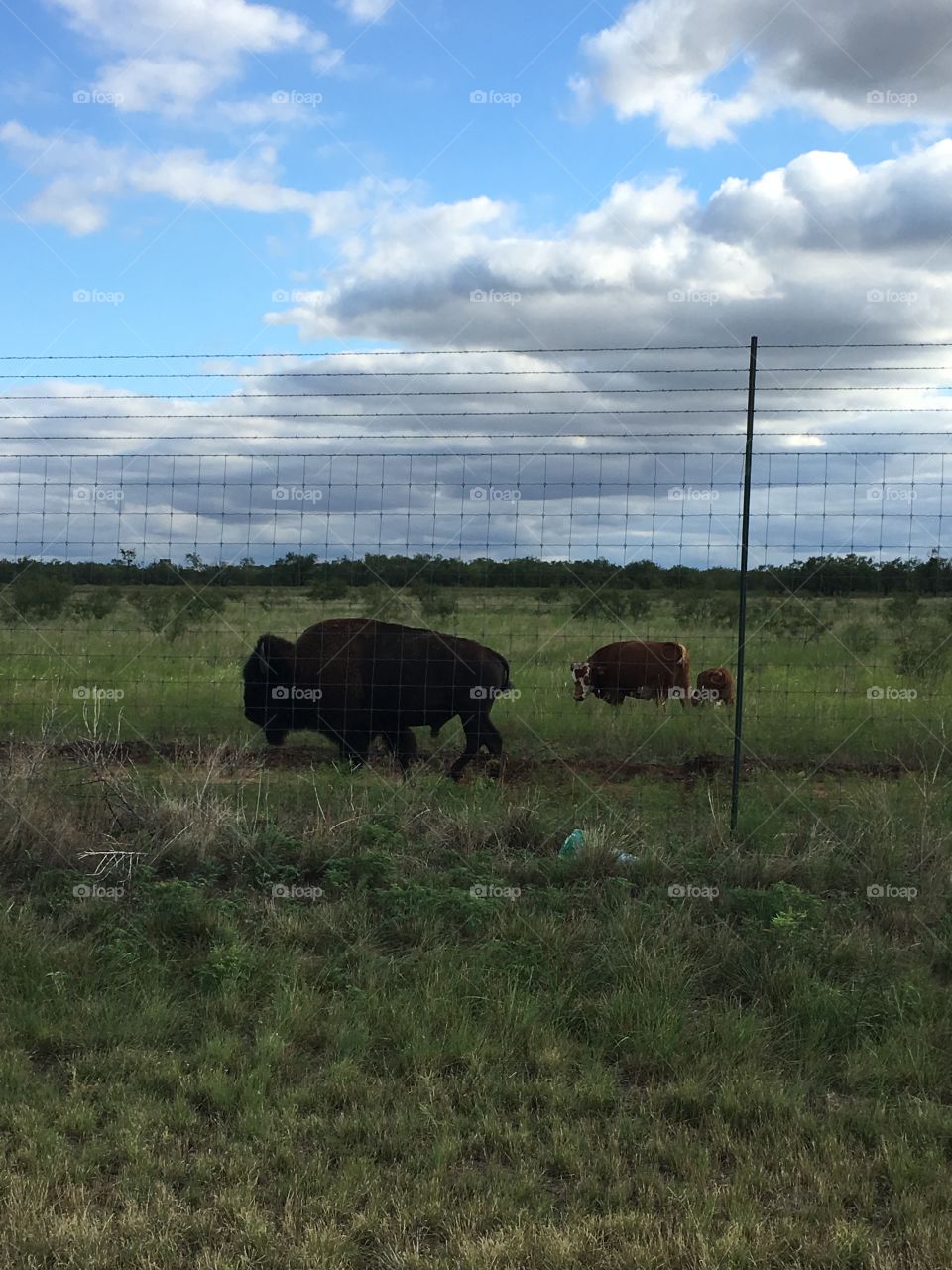 Bison in a high fence. 