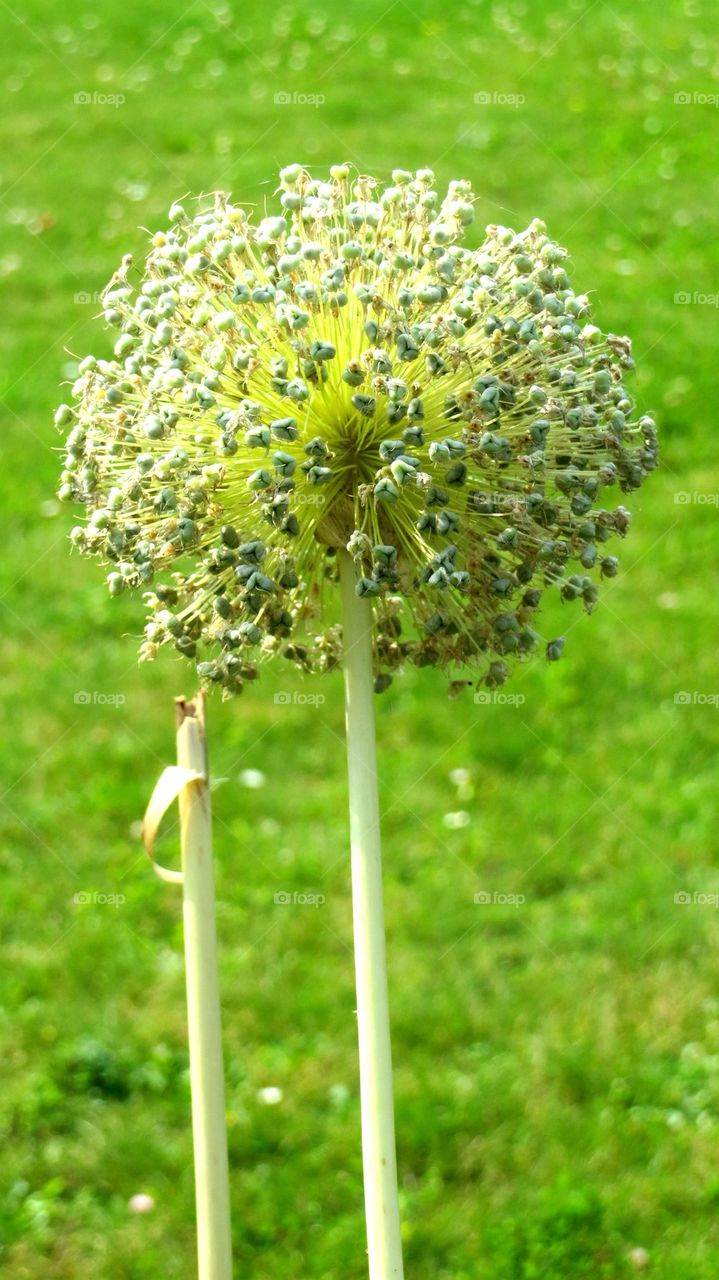 garlic flowers