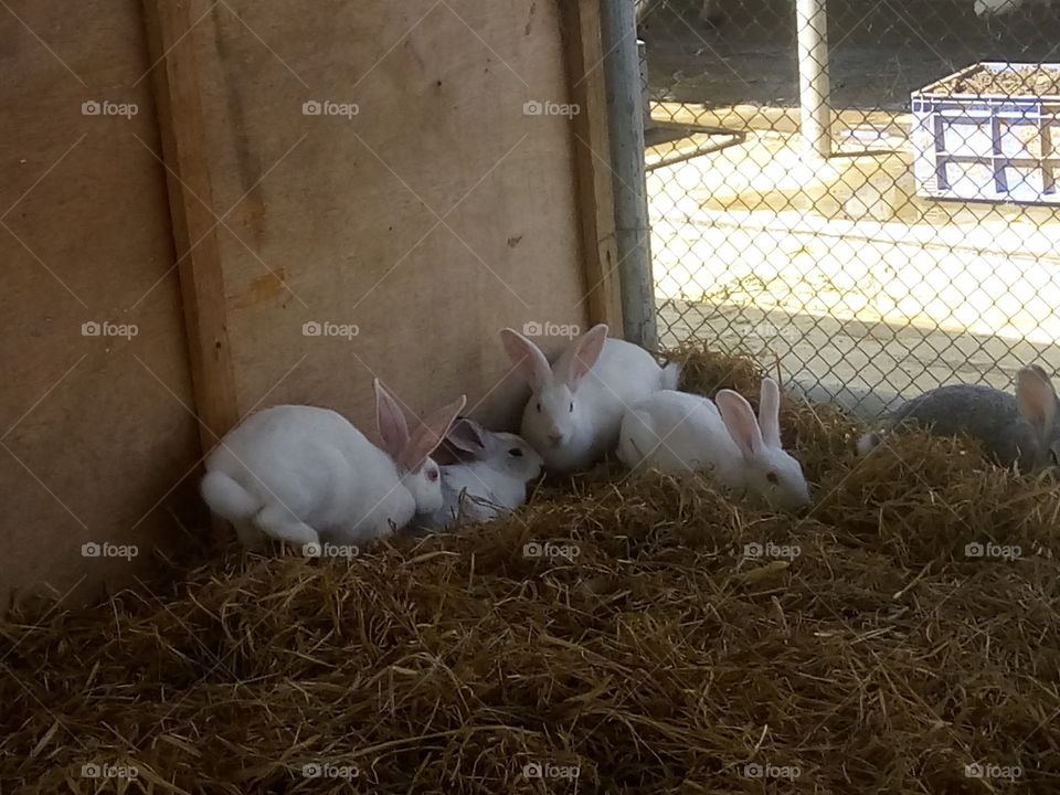 A group of white rabbits.