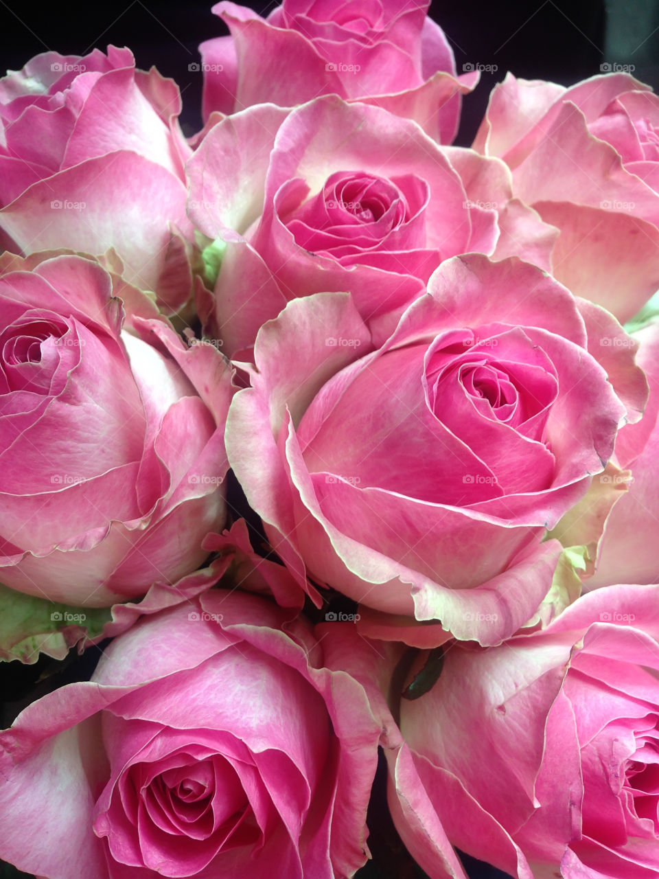 Beautiful roses 