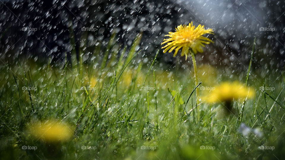 Abstract photography - a meadow on a rainy day. Yellow dandelions covered with rain drops.