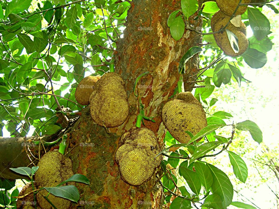 Jackfruits & tree
