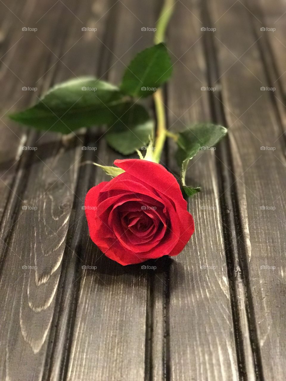 Long stem red rose 