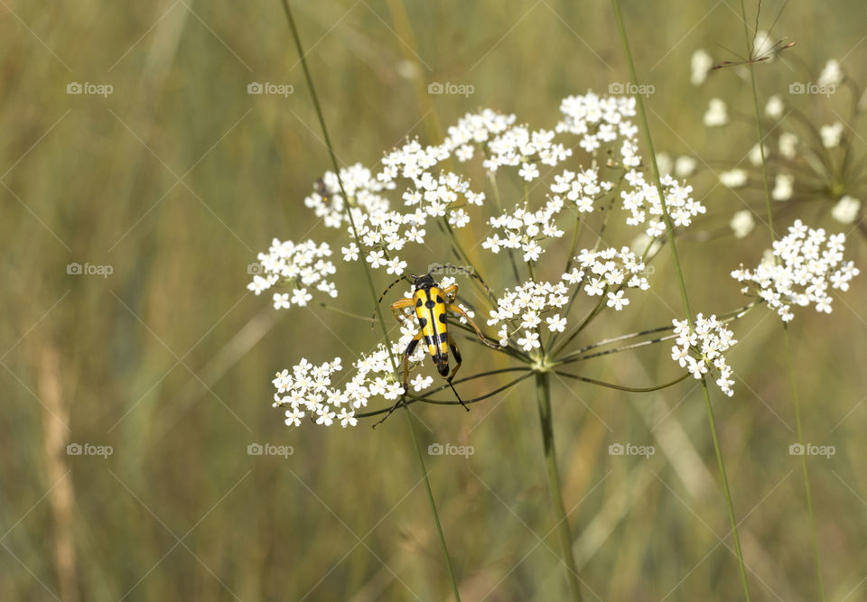 Yellow bug with black dots on white flower, macro, close up