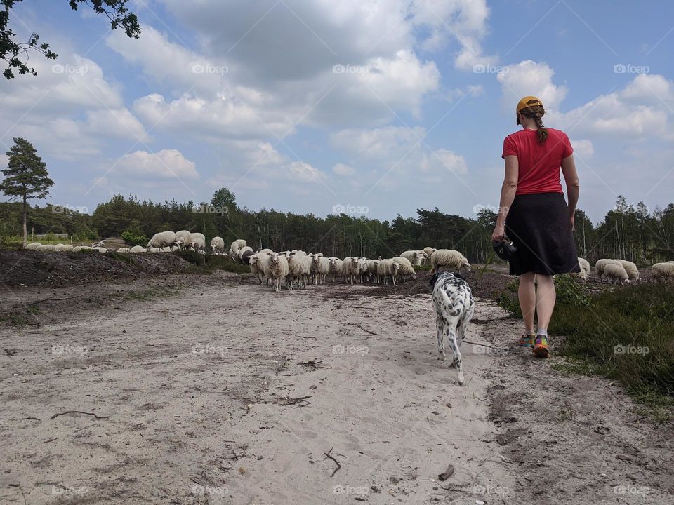 Woman walking the dog next to the sheep in the field.