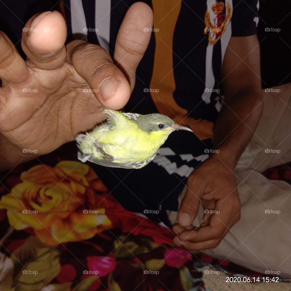 Little bird to stick with my finger