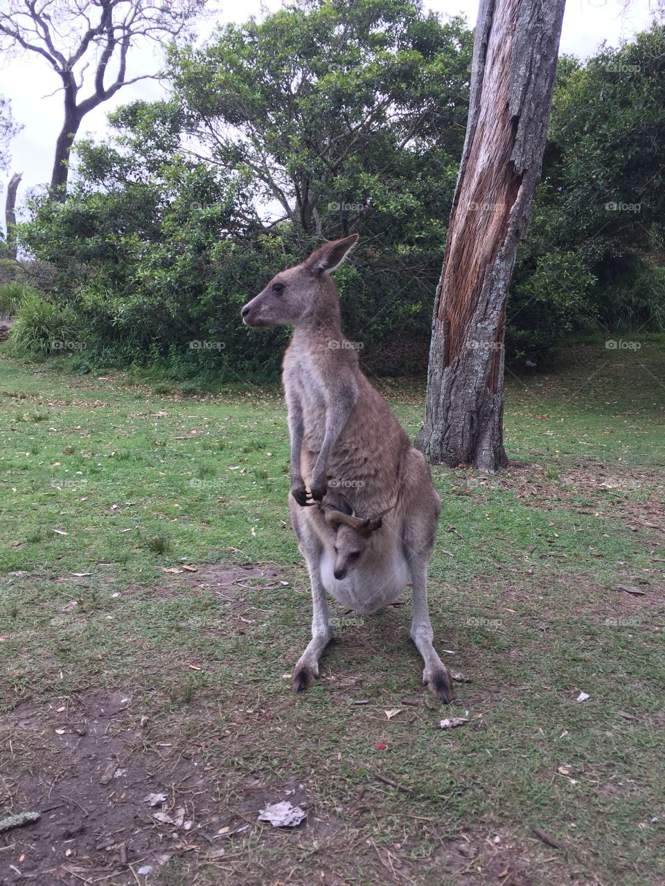 Baby Kangaroo with mum