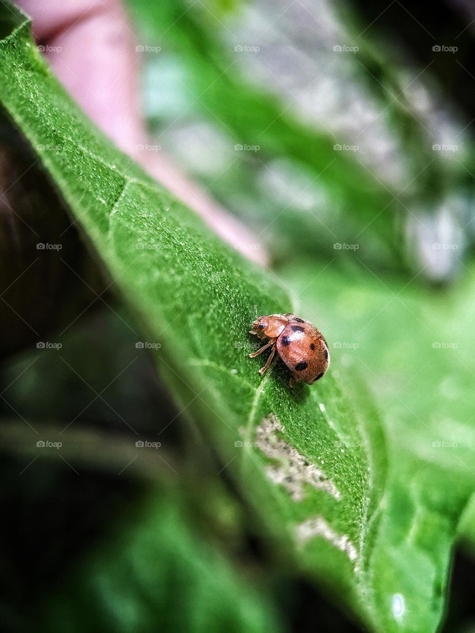 Ladybug