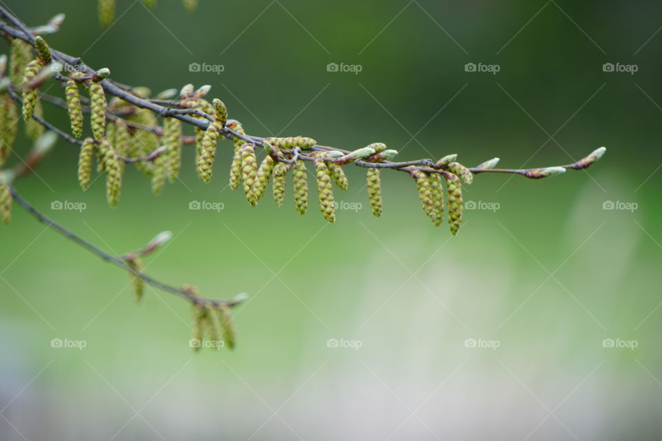 Tree leaves spring