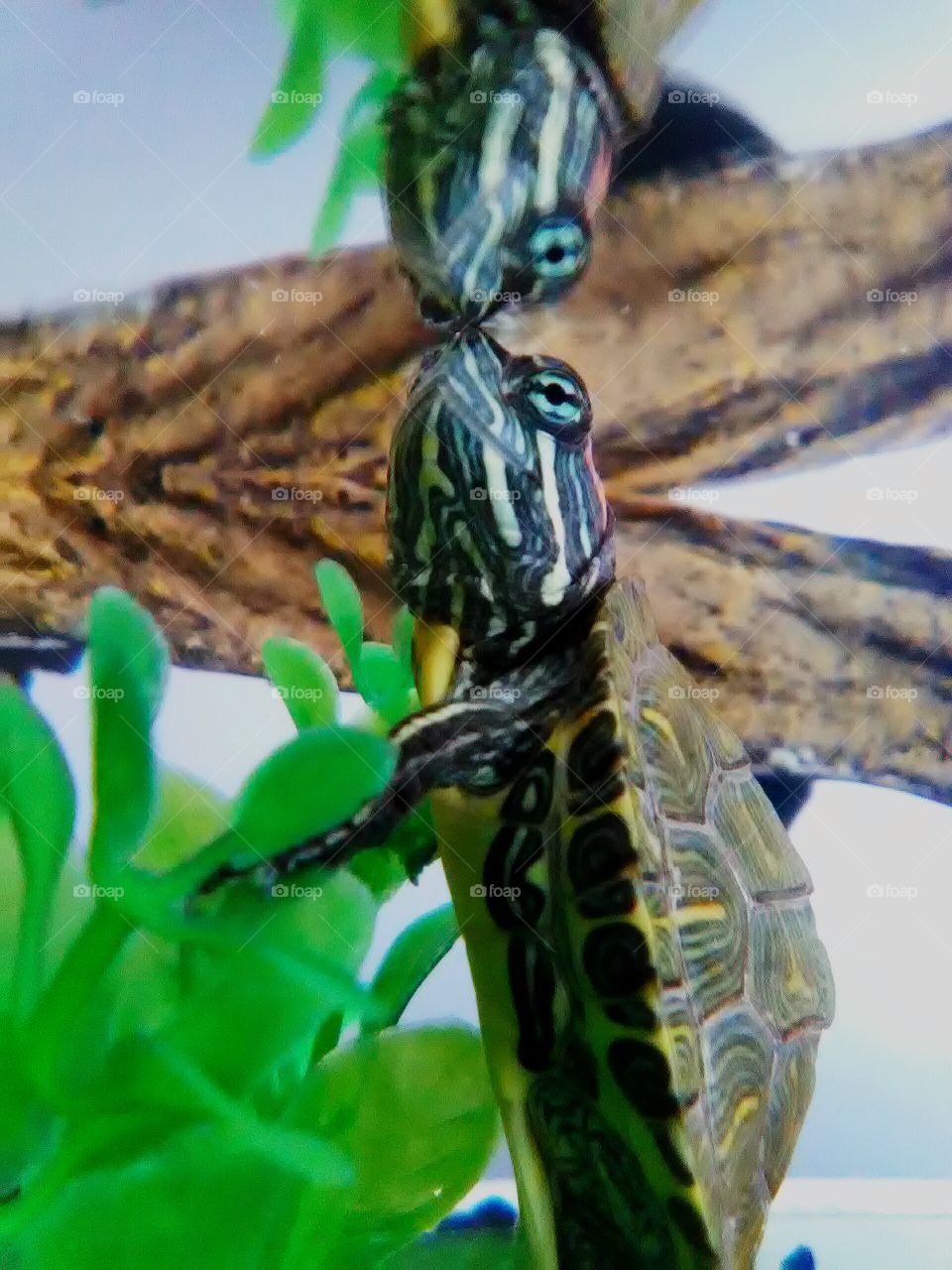 Red Ear Slider turtle close up!!