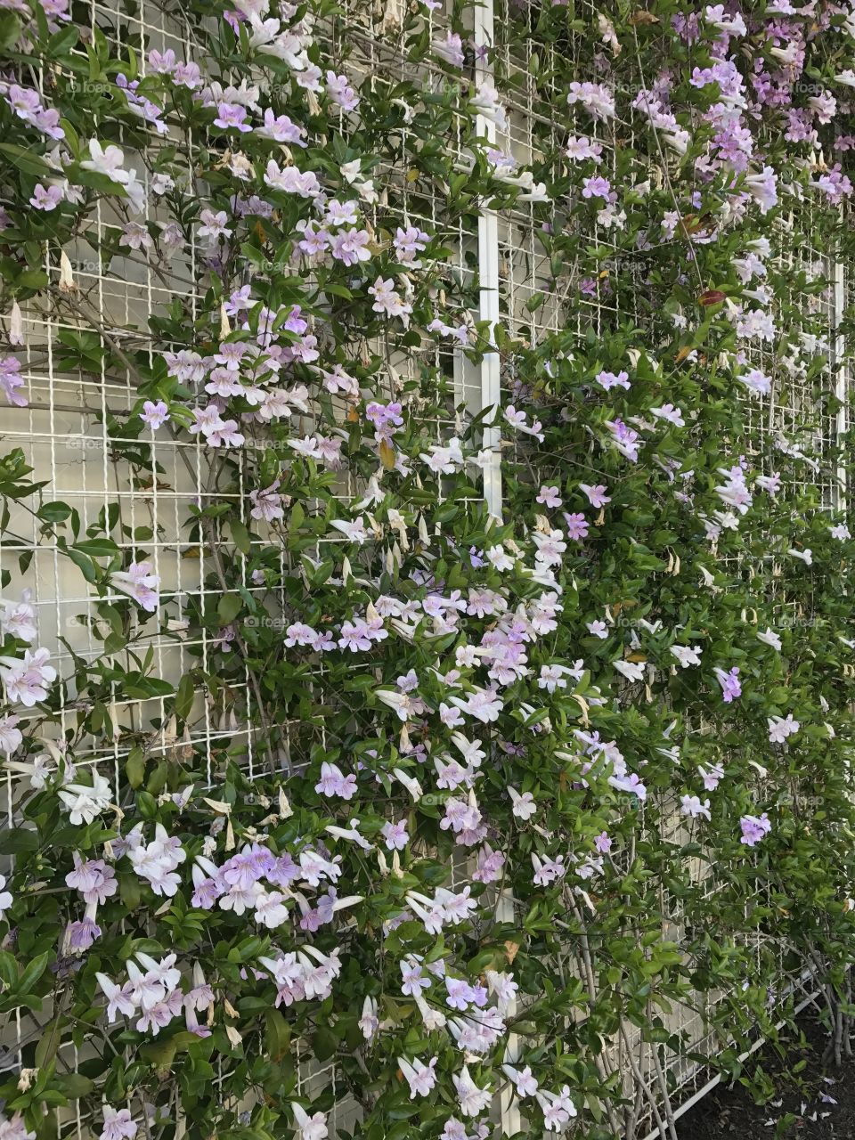 Wall Flowers