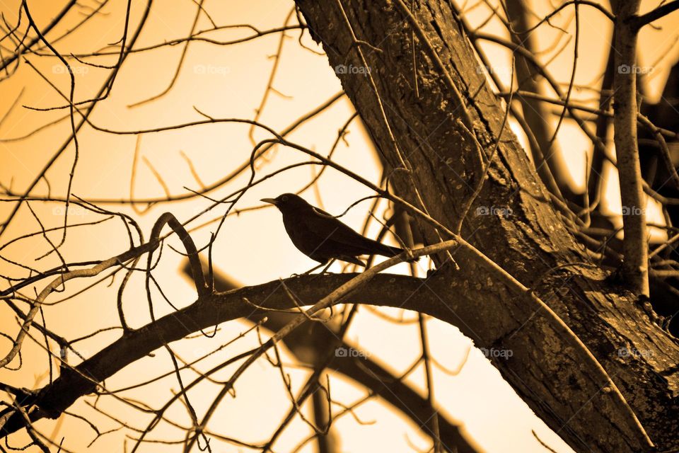 Bird perching on bare tree