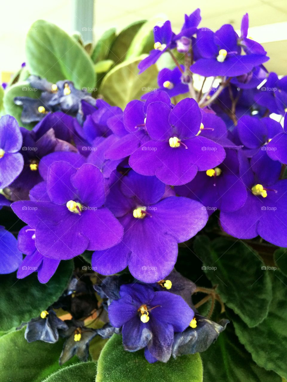 Beautiful purple flowers blooming garden