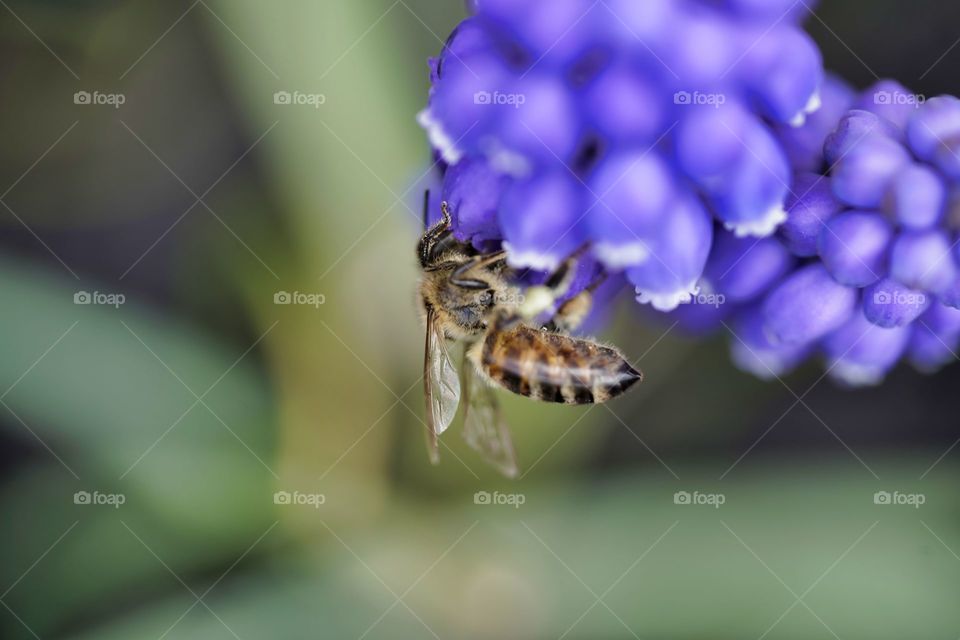 bee