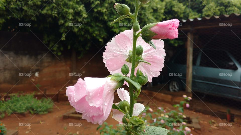 Não há palavra para expressar quão grande é a beleza dessas cores suaves parecendo um rosa bebê tem uns botões sublimes em uma planta quase comum.