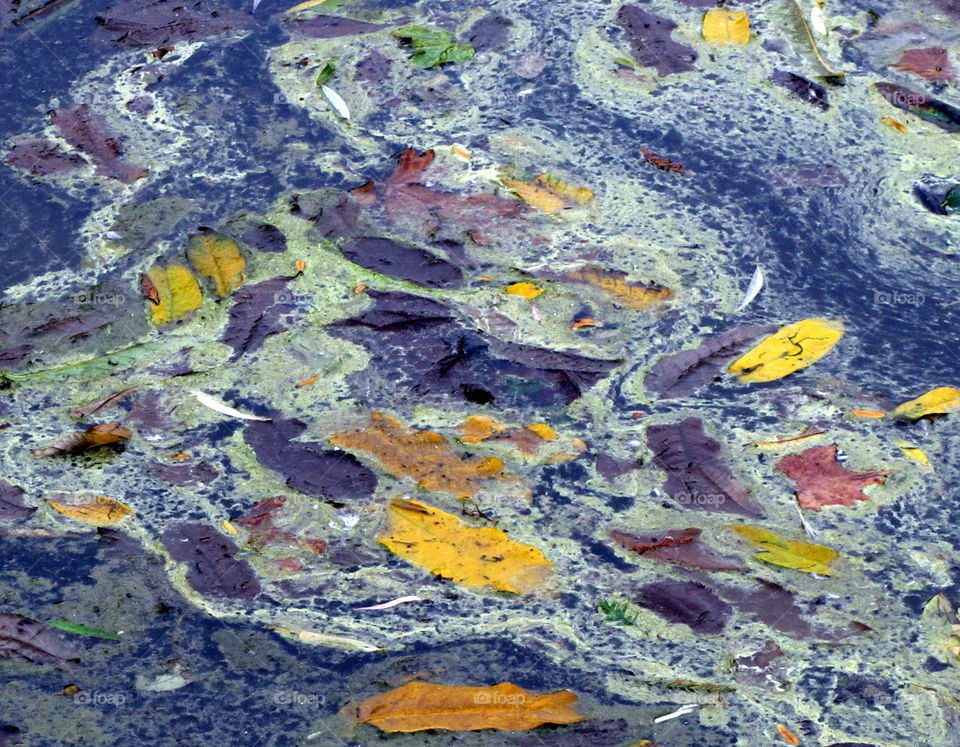 dead colored leaves in the purple mud