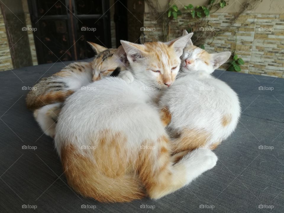 Cats, Kittens, cute cats, Baby Cats