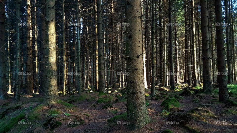 Scenic view pine forest