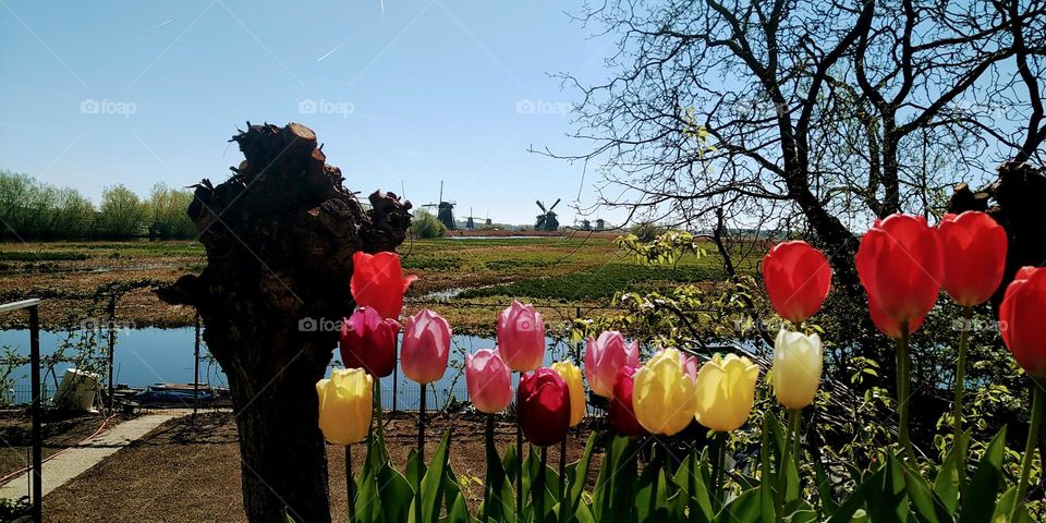 tulipany i wiatraki