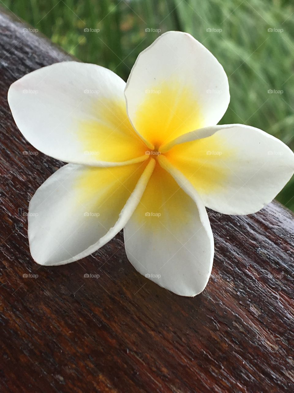 Frangipani flower seen as a portrait 