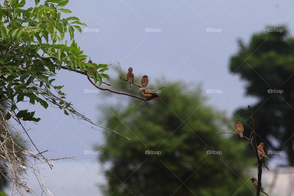 Another pointed size group of munia . Pale headed munia & scally breasted munia . Perched, playing together at the tree of Ketapang . Lined wood for bordering of land at sumbawa, Indonesia.