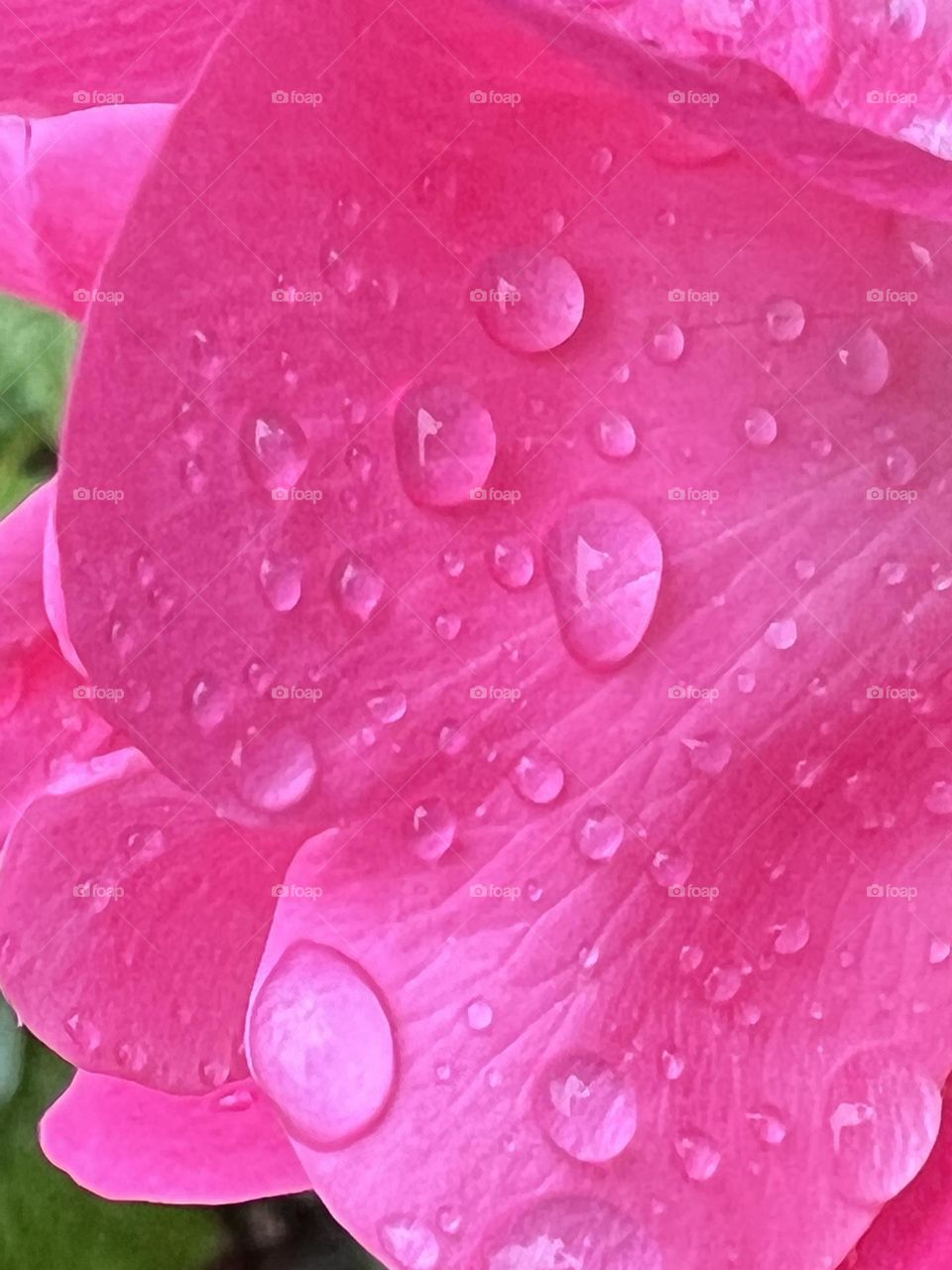 Raindrops on pink petal