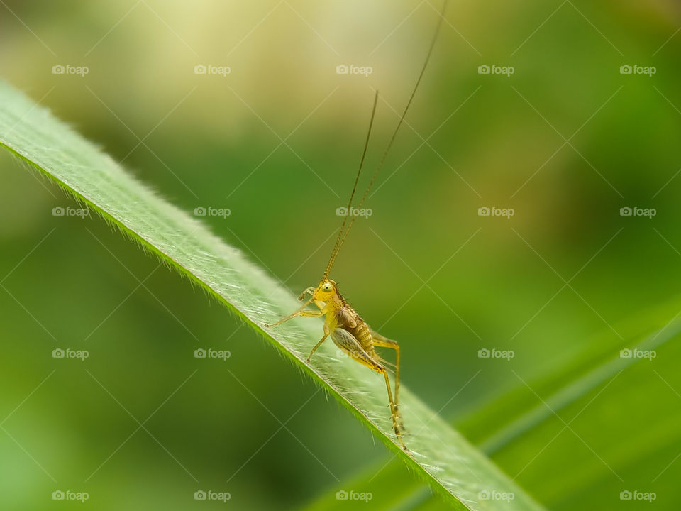 You know with a little brown grasshopper? This is the nymph! Very cute, not winged.