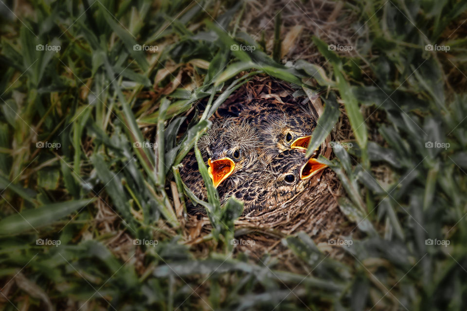 High angle view of nest