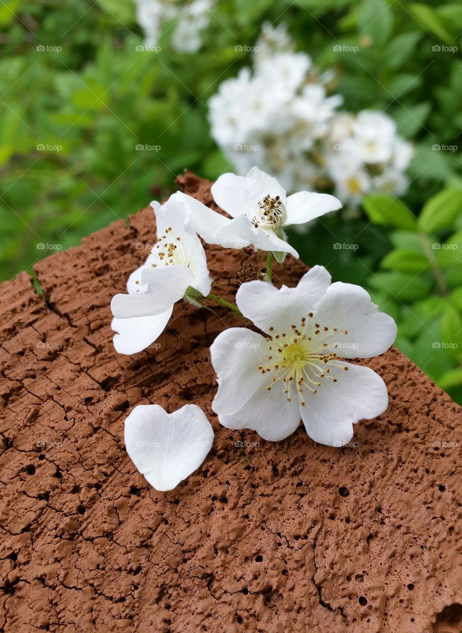 White flowers with heart shape petal on rock