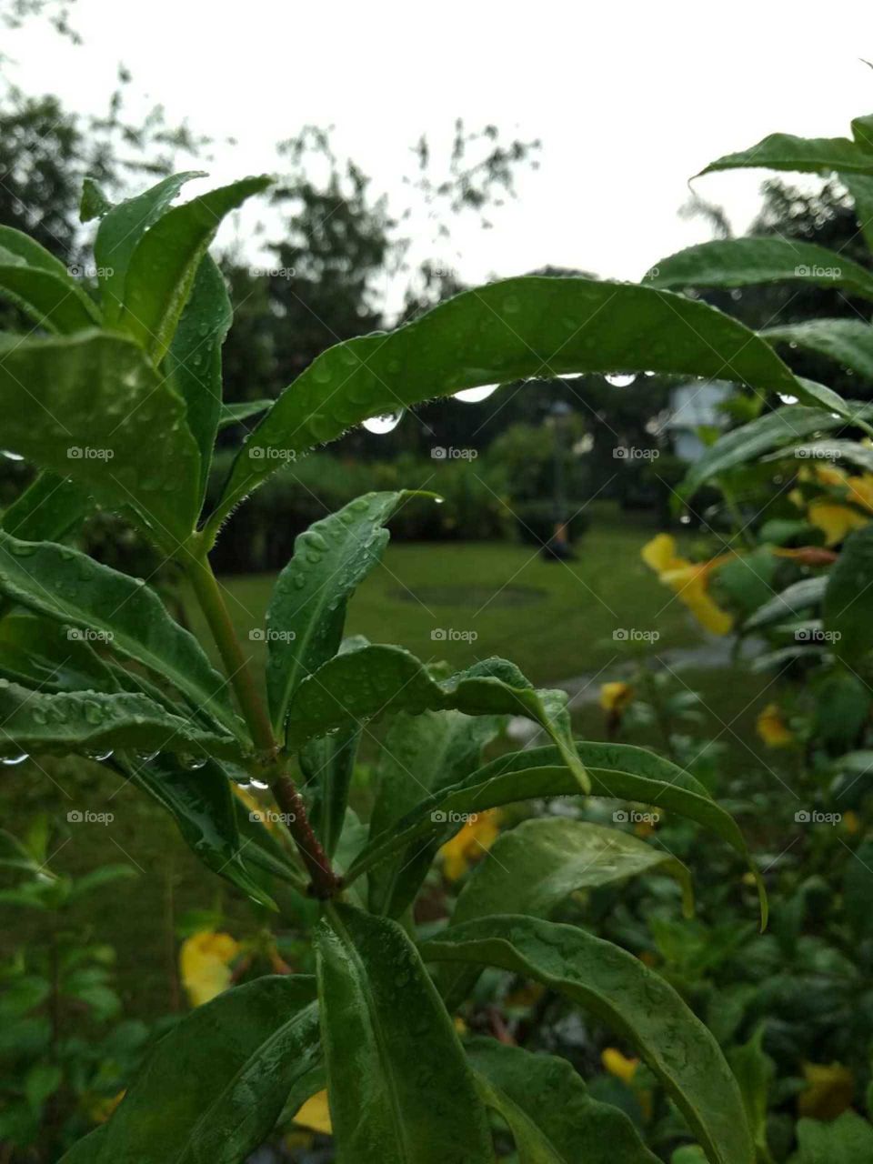 leaves and water drop