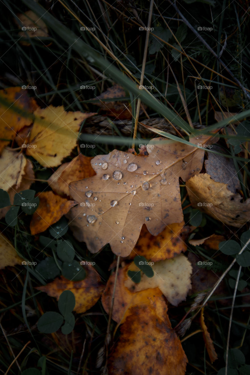 Autumn leaves cover background 