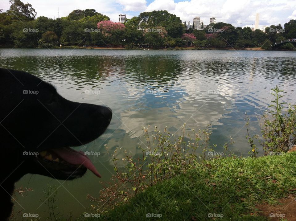Cão olhando para o lago - Dog looking at the lake