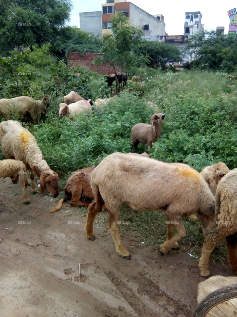 flock of sheeps in a ground