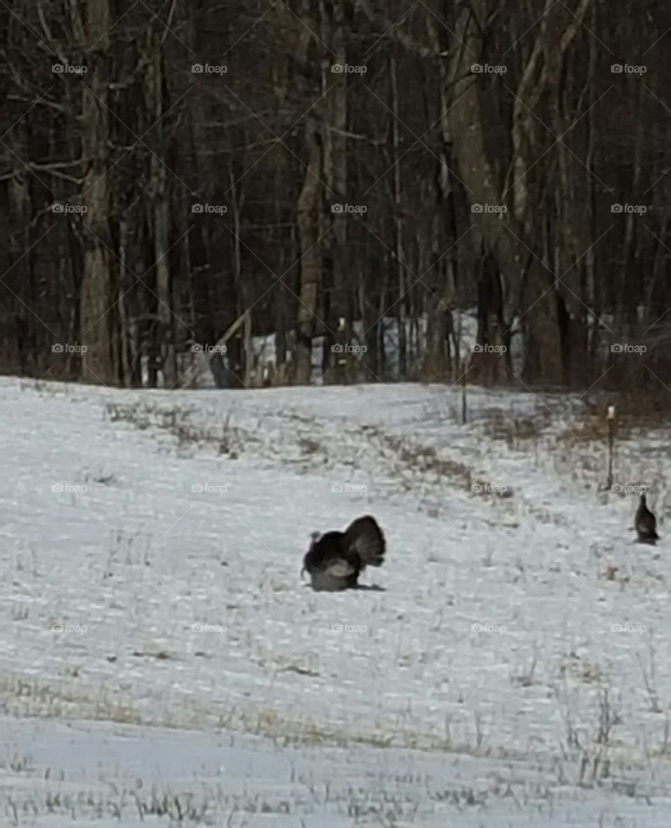 Winter, Snow, Cold, Nature, Ice